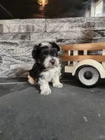 Chip, a male Maltipoo for sale in La Harpe, IL – 1 of 10