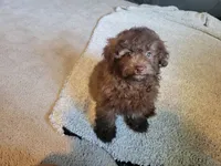Cocoa , a male Poodle - Toy  for sale in La Harpe, IL – 3 of 10