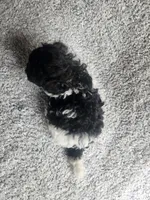 Precious , a female Bichpoo for sale in La Harpe, IL – 2 of 10