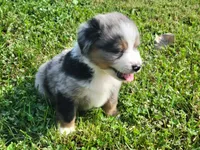 Clara, a male Miniature Australian Shepherd for sale in La Harpe, IL – 2 of 5