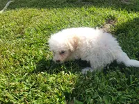 Gracie , a female Bichpoo for sale in La Harpe, IL – 7 of 9