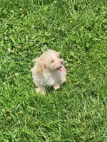 Tater, a male Havapoo for sale in La Harpe, IL – 3 of 10