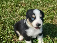 Levi Blue Eyes, a male Miniature Australian Shepherd for sale in La Harpe, IL – 5 of 8