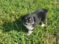Loretta, a female Miniature Australian Shepherd for sale in La Harpe, IL – 3 of 6