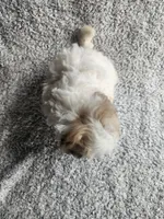 Sissy, a female Bichpoo for sale in La Harpe, IL – 6 of 8