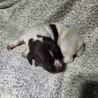 Daisy , a female German Shorthaired Pointer for sale in La Harpe, IL – Photo 6 of 10