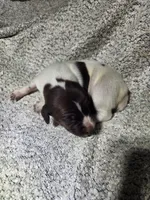 Daisy , a female German Shorthaired Pointer for sale in La Harpe, IL – Photo 6 of 10