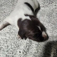 Daisy , a female German Shorthaired Pointer for sale in La Harpe, IL – Photo 1 of 10