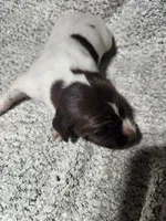 Daisy , a female German Shorthaired Pointer for sale in La Harpe, IL – Photo 1 of 10