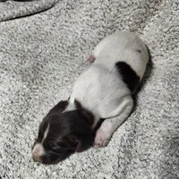 Daisy , a female German Shorthaired Pointer for sale in La Harpe, IL – Photo 9 of 10