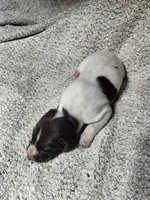 Daisy , a female German Shorthaired Pointer for sale in La Harpe, IL – Photo 9 of 10