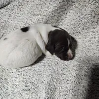 Daisy , a female German Shorthaired Pointer for sale in La Harpe, IL – Photo 8 of 10