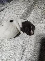 Daisy , a female German Shorthaired Pointer for sale in La Harpe, IL – Photo 8 of 10