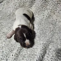 Daisy , a female German Shorthaired Pointer for sale in La Harpe, IL – Photo 7 of 10