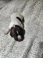 Daisy , a female German Shorthaired Pointer for sale in La Harpe, IL – Photo 7 of 10