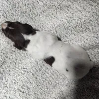 Daisy , a female German Shorthaired Pointer for sale in La Harpe, IL – Photo 2 of 10