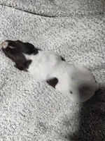 Daisy , a female German Shorthaired Pointer for sale in La Harpe, IL – Photo 2 of 10