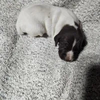 Daisy , a female German Shorthaired Pointer for sale in La Harpe, IL – Photo 4 of 10