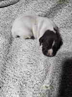 Daisy , a female German Shorthaired Pointer for sale in La Harpe, IL – Photo 4 of 10