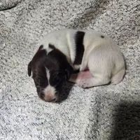 Daisy , a female German Shorthaired Pointer for sale in La Harpe, IL – Photo 10 of 10