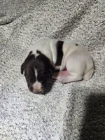 Daisy , a female German Shorthaired Pointer for sale in La Harpe, IL – Photo 10 of 10