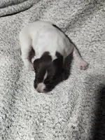 Daisy , a female German Shorthaired Pointer for sale in La Harpe, IL – Photo 3 of 10