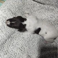 Daisy , a female German Shorthaired Pointer for sale in La Harpe, IL – Photo 5 of 10