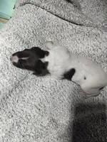 Daisy , a female German Shorthaired Pointer for sale in La Harpe, IL – Photo 5 of 10