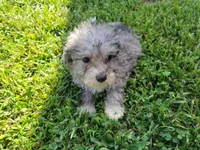 Tinley, a female Bichpoo for sale in La Harpe, IL – 6 of 10