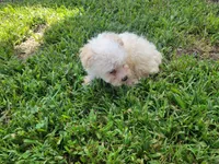 Bella, a female Bichpoo for sale in La Harpe, IL – 5 of 7