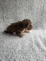 Tinker Bell, a female Poodle - Toy  for sale in La Harpe, IL – 5 of 7