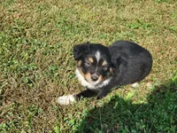 Asher, a male Miniature Australian Shepherd for sale in La Harpe, IL – 4 of 9