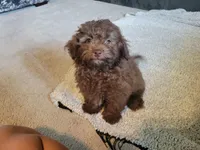 Cocoa , a male Poodle - Toy  for sale in La Harpe, IL – 2 of 10