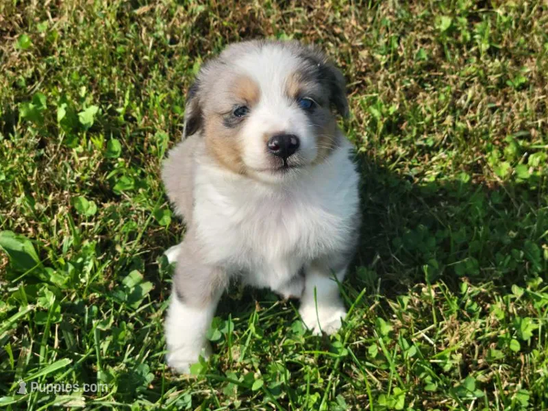 Cinch – Miniature Australian Shepherd puppy for sale in La Harpe, IL