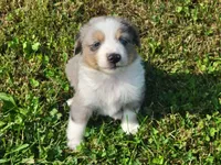 Cinch, a male Miniature Australian Shepherd for sale in La Harpe, IL – 1 of 8
