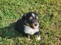 Asher, a male Miniature Australian Shepherd for sale in La Harpe, IL – 3 of 9