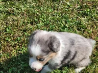 Cinch, a male Miniature Australian Shepherd for sale in La Harpe, IL – 2 of 8