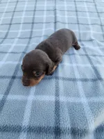 Hershey , a female Miniature Dachshund for sale in La Harpe, IL – 8 of 8