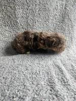 Merle, a male Poodle - Toy  for sale in La Harpe, IL – 7 of 7