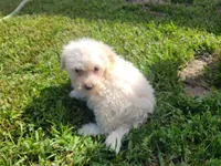Neo, a male Bichpoo for sale in La Harpe, IL – 3 of 9