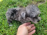 Tinker Bell, a female Bichpoo for sale in La Harpe, IL – 2 of 10