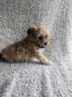 Daisy , a female Bichpoo for sale in La Harpe, IL – 9 of 10