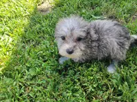 Tinley, a female Bichpoo for sale in La Harpe, IL – 5 of 10