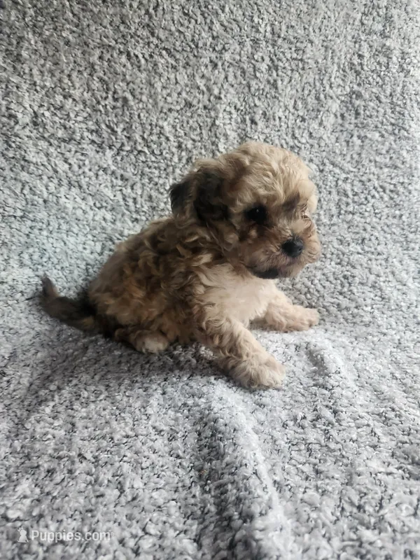 Daisy  – Bichpoo puppy for sale in La Harpe, IL