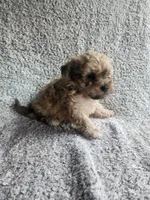 Daisy , a female Bichpoo for sale in La Harpe, IL – 1 of 10