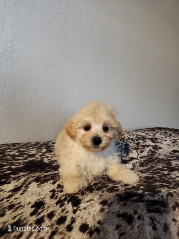 Teddy – Havapoo puppy for sale in La Harpe, IL