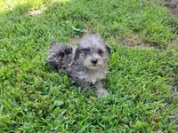Tinker Bell, a female Bichpoo for sale in La Harpe, IL – 10 of 10