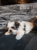 Stanley, a male Shihpoo for sale in La Harpe, IL – 4 of 9