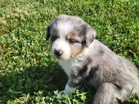 Cinch, a male Miniature Australian Shepherd for sale in La Harpe, IL – 5 of 8