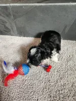 Chip, a male Maltipoo for sale in La Harpe, IL – 3 of 10